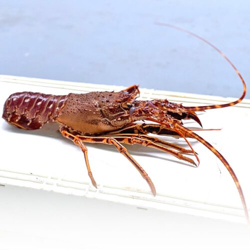 langosta-0001-cetarearinlo-mariscos-pescados-ribadeo-lugo-galicia