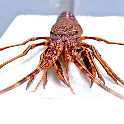 langosta-0002-cetarearinlo-mariscos-pescados-ribadeo-lugo-galicia